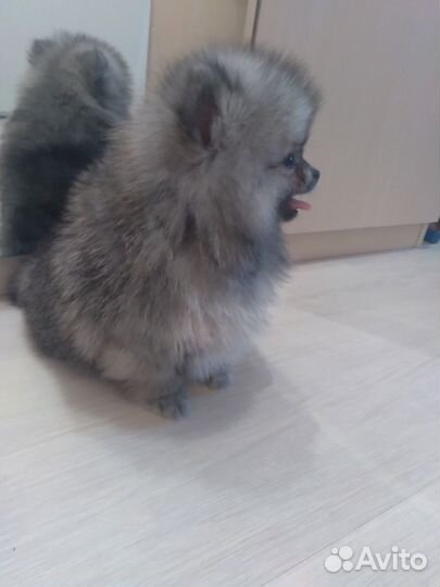 Померанский шпиц медвежьего типа