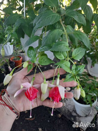 Комнатные растения фуксия