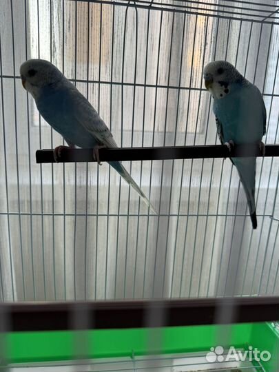 Волнистый попугай