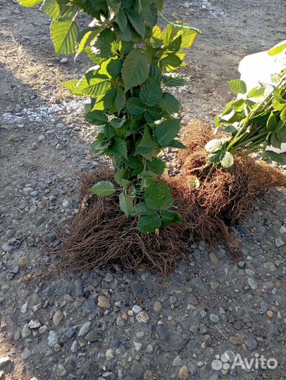 Саженцы Ежевики