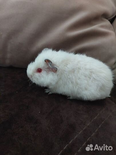 Морские свинки