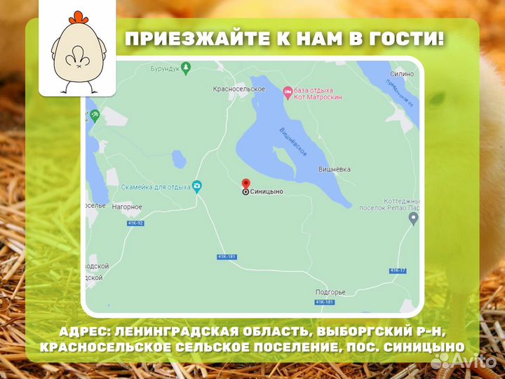 Куриные сердца