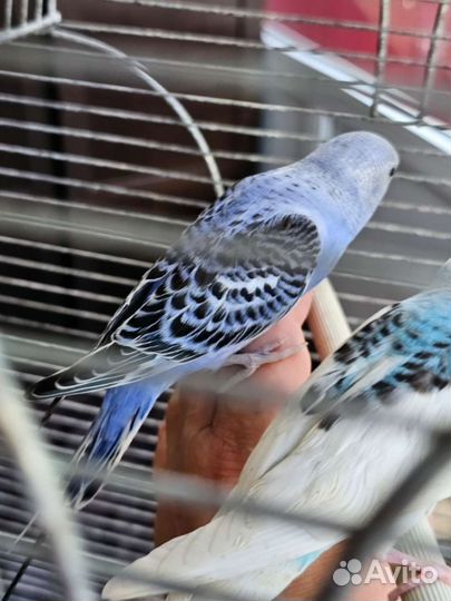 Волнистый попугай пара