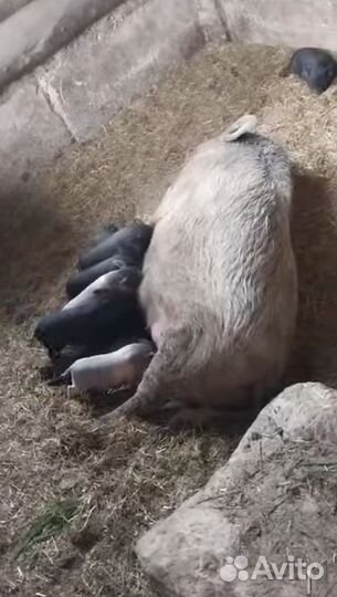 Вьетнамские поросята. Свиноматки