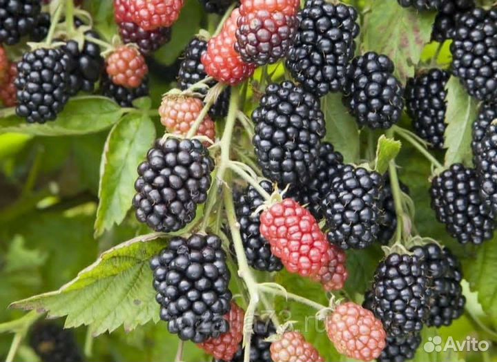 Саженцы ежевики