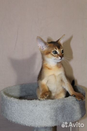 Абиссинские котята с документами