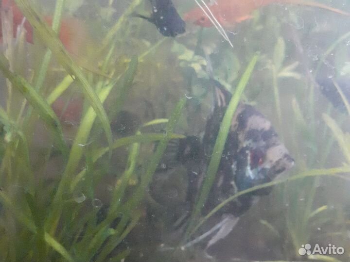 2 Аквариума