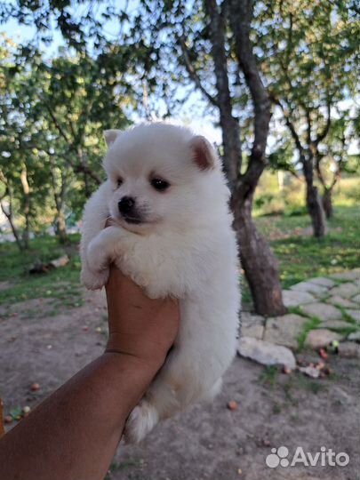 Метис шпиц/чихуахуа