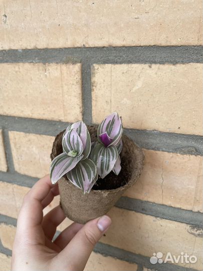 Традесканция пинк хилл