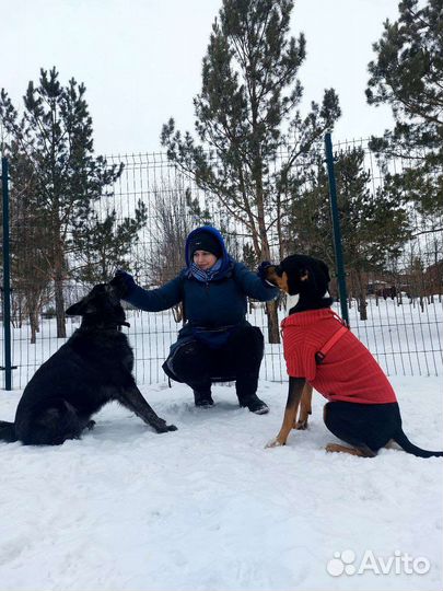 Услуги кинолога