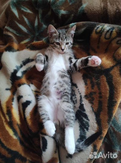 Котёнок Мальчик Бесплатно