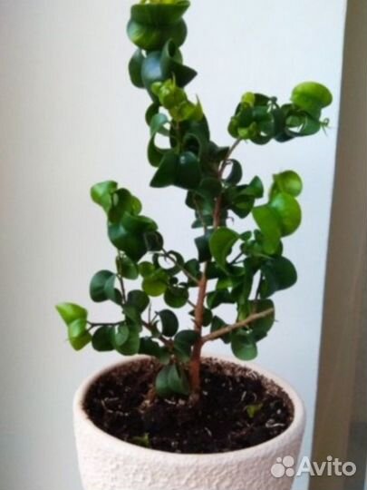 Фикус Барок