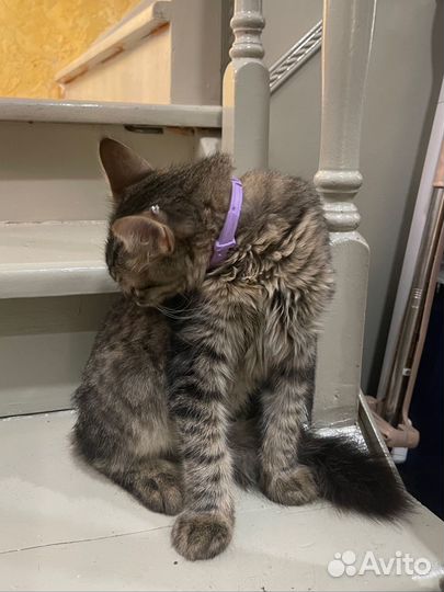 Кот 4 мес в добрые руки