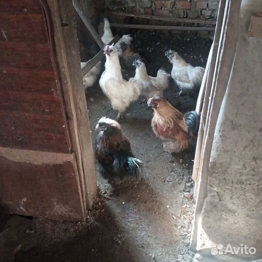 Петух китайский шелковый