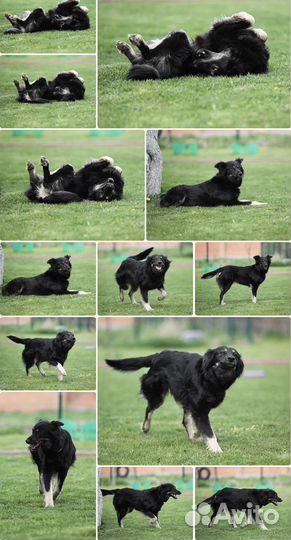 Жужа собачка