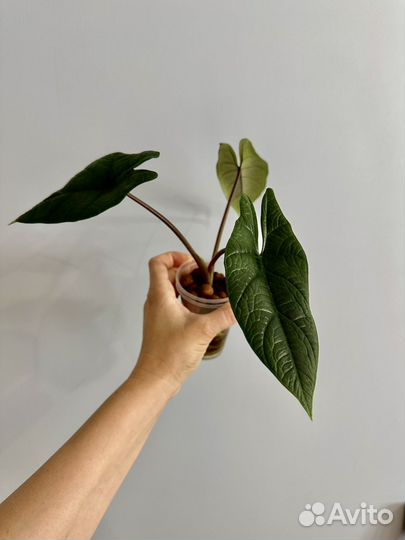 Алоказия скальпрум