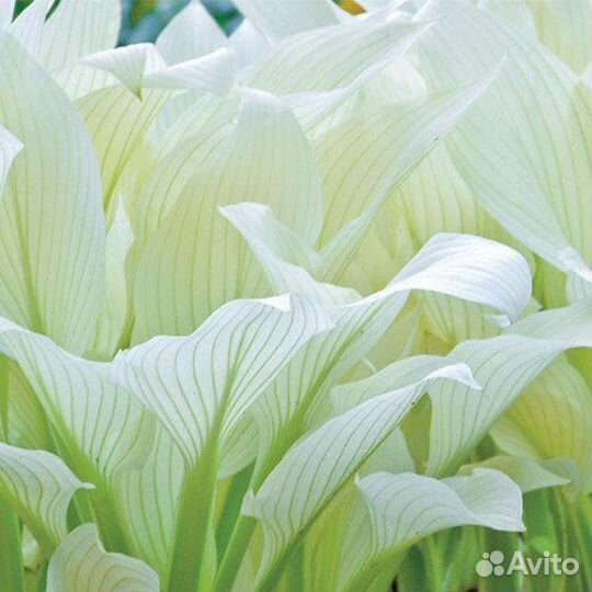 Хосты-королевы тенистого сада