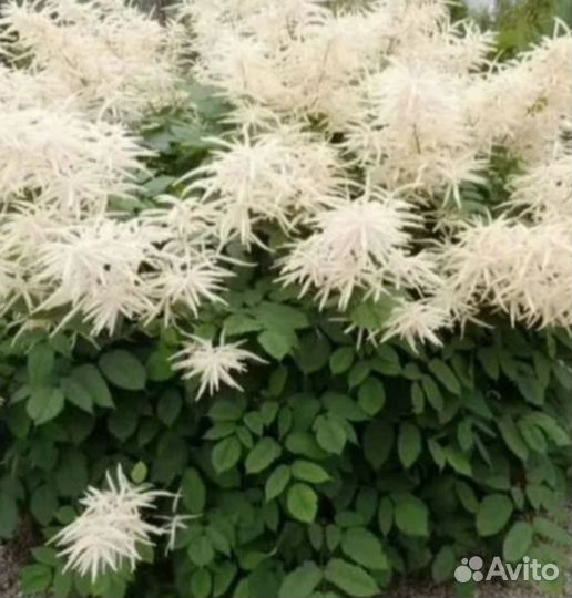 Садовые многолетние цветы