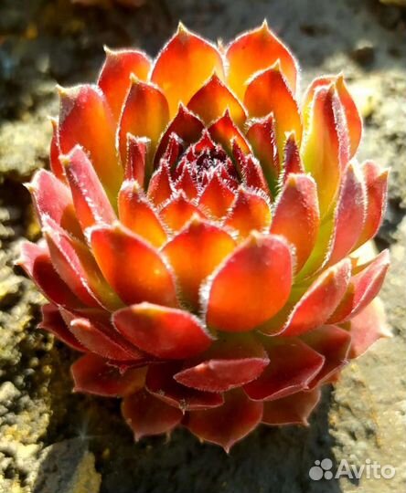 Растения для вашего сада