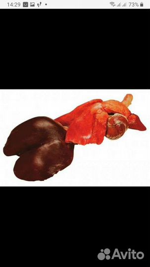 Свиная голова