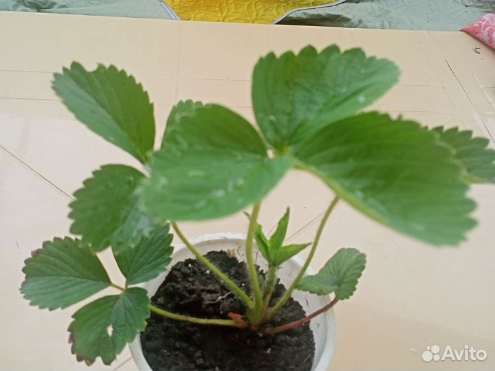 Клубника и Мелисса на рассаду