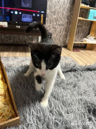 Кошечка 5 мес