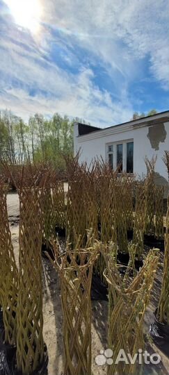 Плетеные деревья из ивы