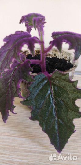 Гинура, хлорофитум