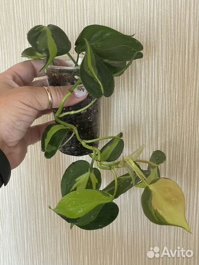 Комнатные растения #2