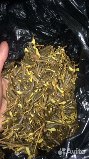 Сагаан Дайля