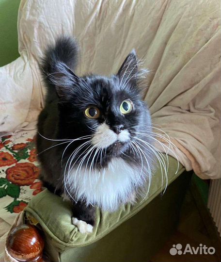 Метис Мэйн-куна в дар