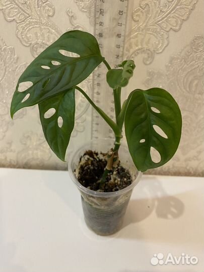 Монстера адансона