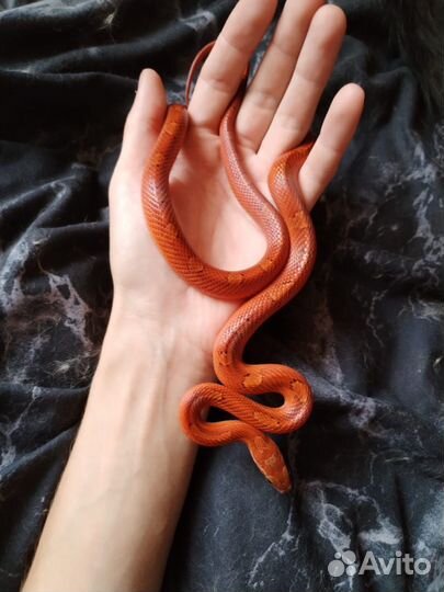 Маисовый полоз Bloodred