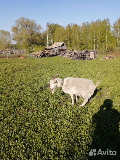 Продам коз, козлят нубийских