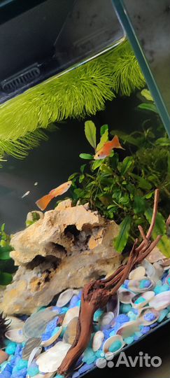 Продам Гуппи