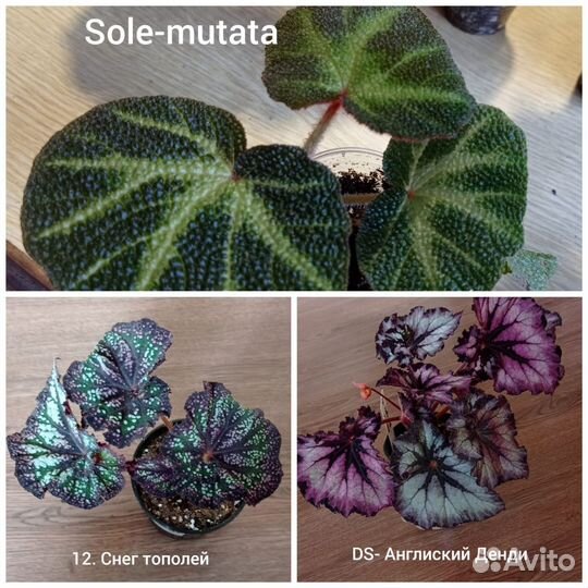 Декоративно лиственные бегонии