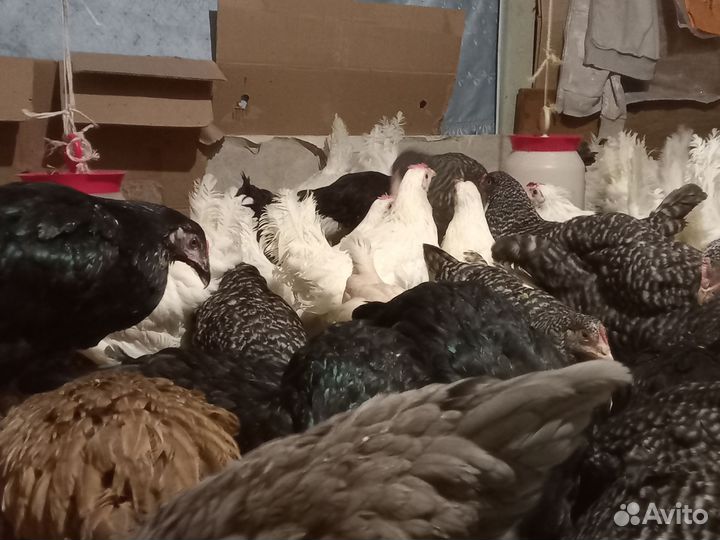 Курочки молодки