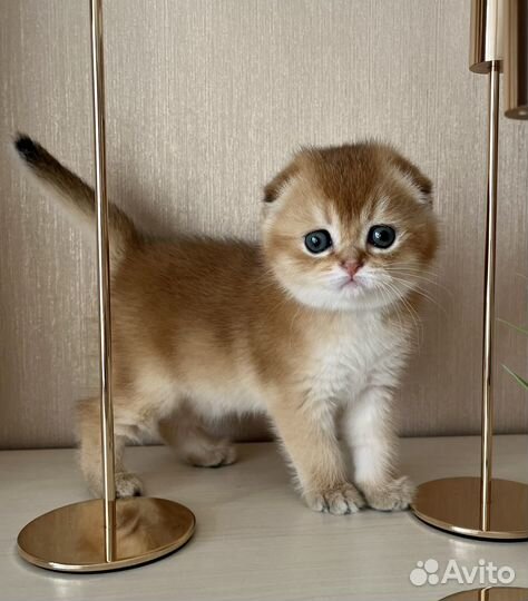 Золотые котята