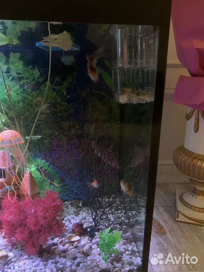 Аквариум