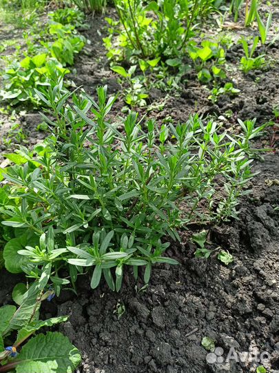 Иссоп, канупер, мята лимонная (мелисса), эхинацея