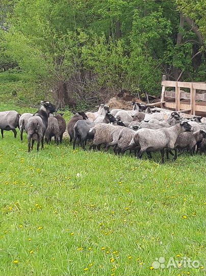 Романовские овцы, бараны