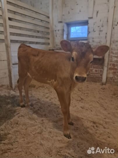 Телка, бычок джерсийские
