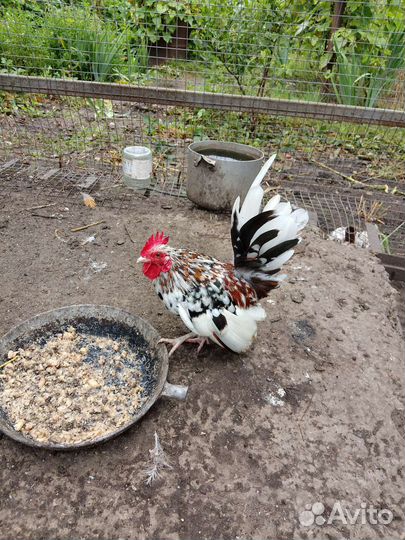 Малайзиская серама, самые маленькие курочки