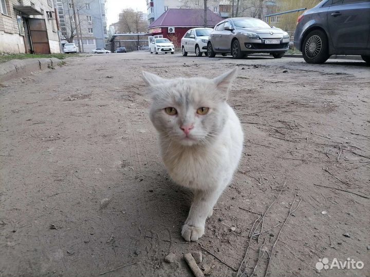 Два породных белых Он и Она на грани выживания