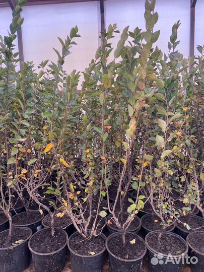 Кизильник блестящий