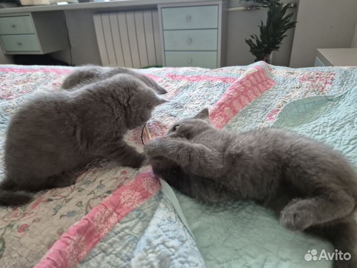 Британские котята