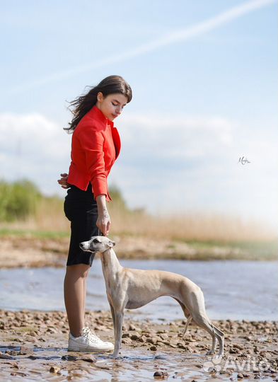 Кинолог. Хендлер. Выезд на дом