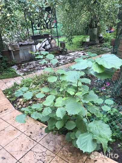 Фундук (лещина), деревце с доставкой