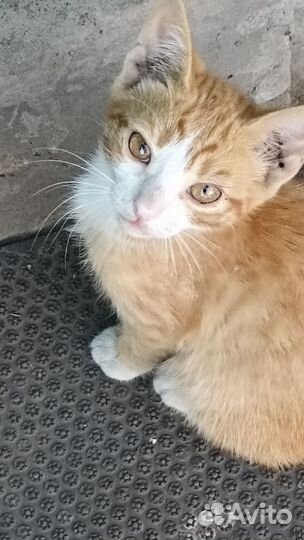 Котята в добрые руки 3 месяца