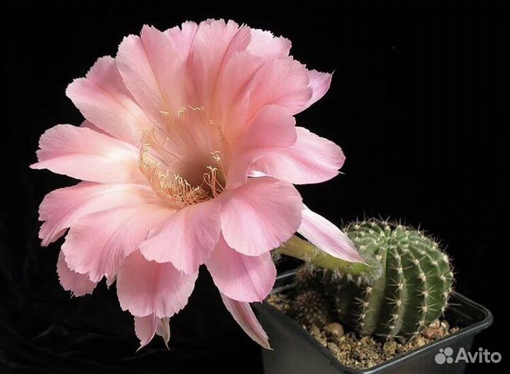 Кактус Echinocereus